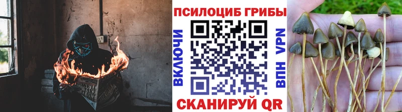Галлюциногенные грибы прущие грибы  Сорочинск 